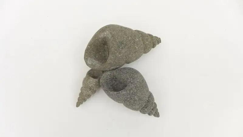 Product image of the product “Snail shell, turned, in the size from 10 to 20cm, basanite, natural ”